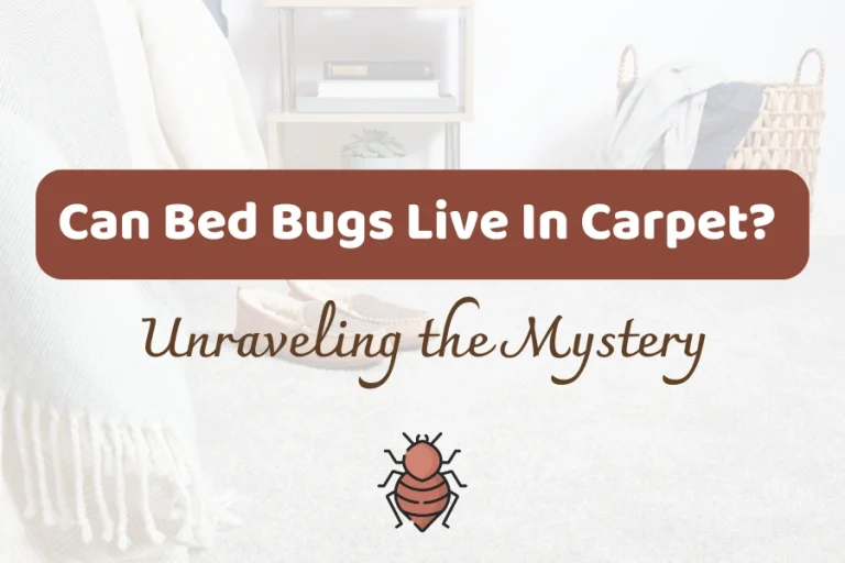 Can Bed Bugs Live In Carpet? Unraveling the Mystery