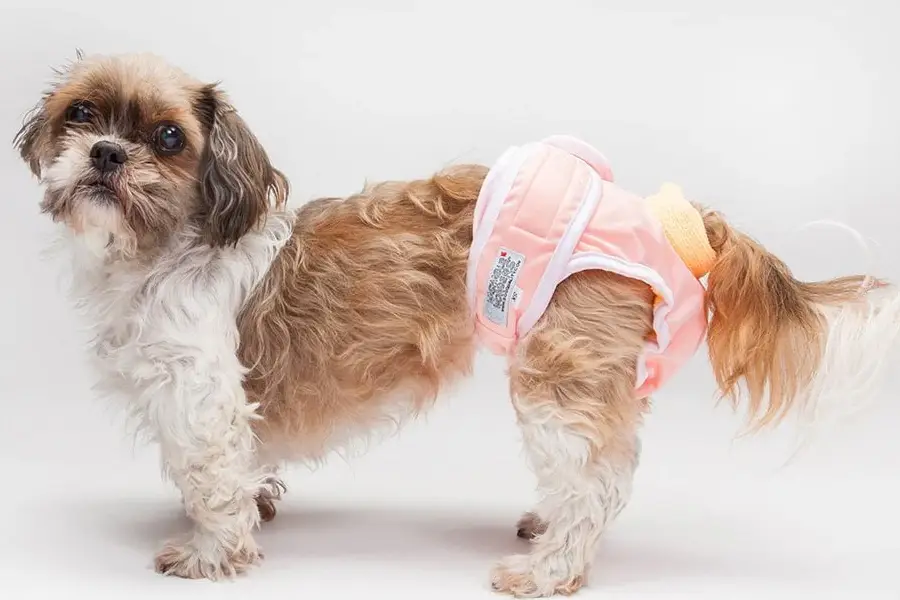 Dog diapers