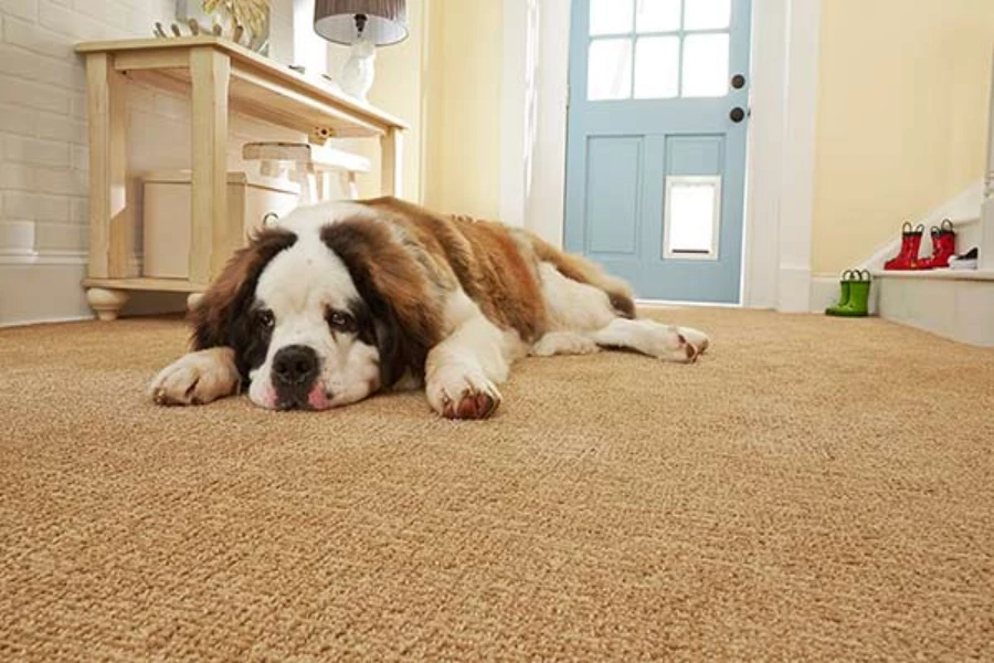 Dog lying on the carpet