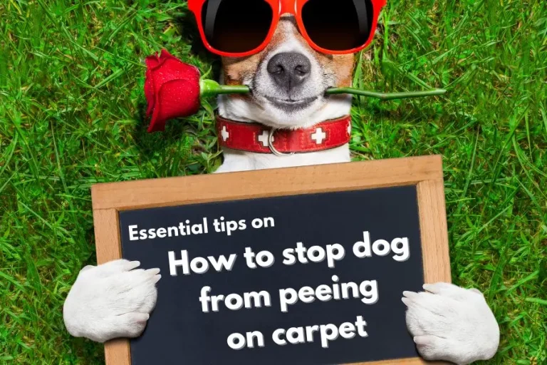 How To Stop Dog From Peeing On Carpet 5 Essential Tips