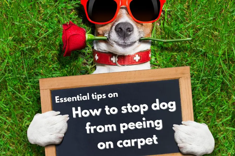 Essential tips on How to stop dog from peeing on carpet