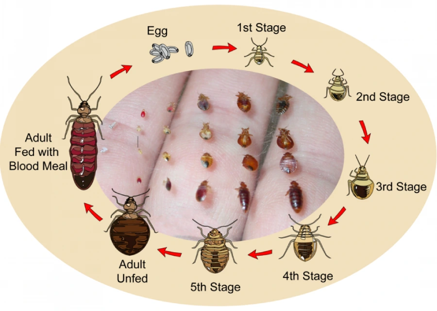 Life cycle of the bed bug