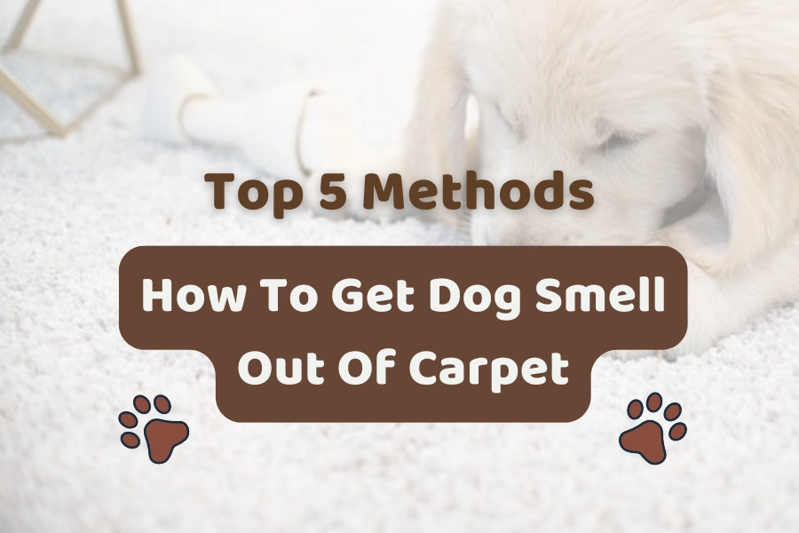 Top 5 Methods: How To Get Dog Smell Out Of Carpet