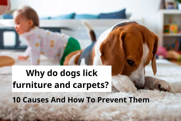 Why Do Dogs Lick Furniture And Carpets?