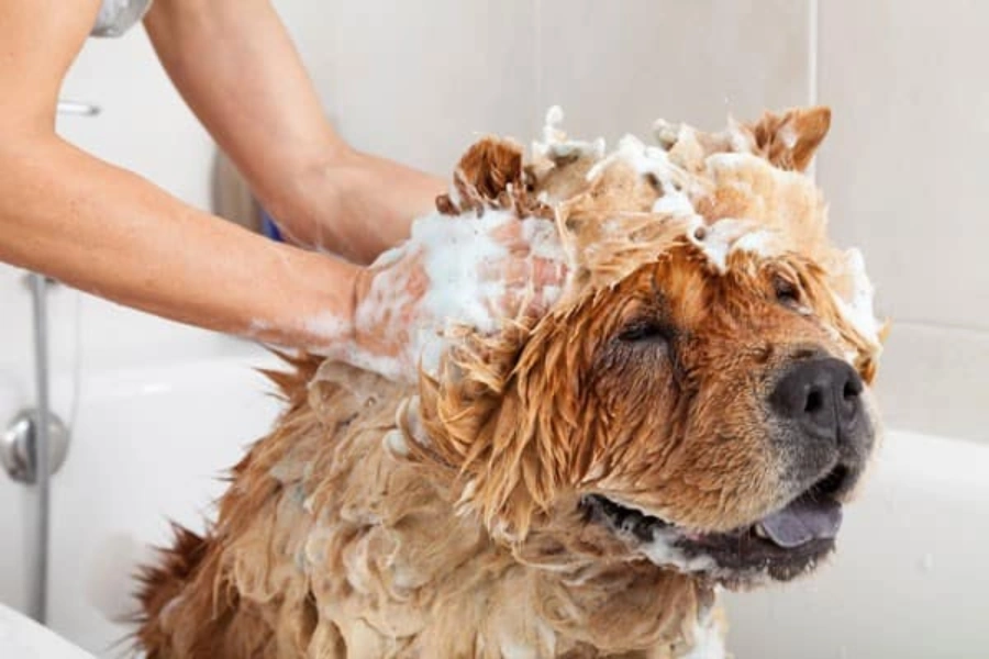 You groom your dog regularly with unscented dog shampoo